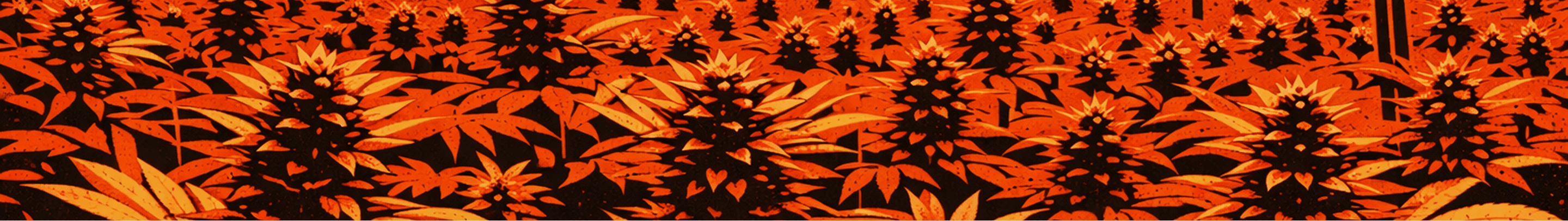 The Best Flower 2024