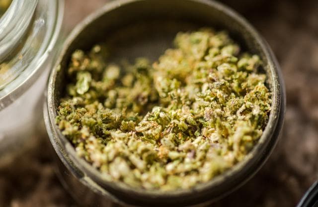 Close up of freshly ground cannabis bud in a grinder