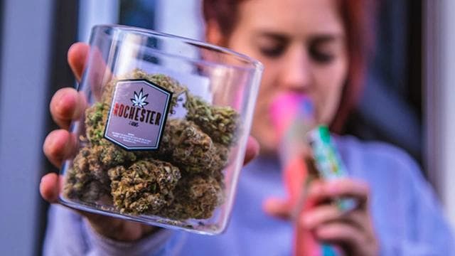 Dried cannabis flowers laid out to cure, a crucial step in preserving the quality and efficacy of the herb for consumption.