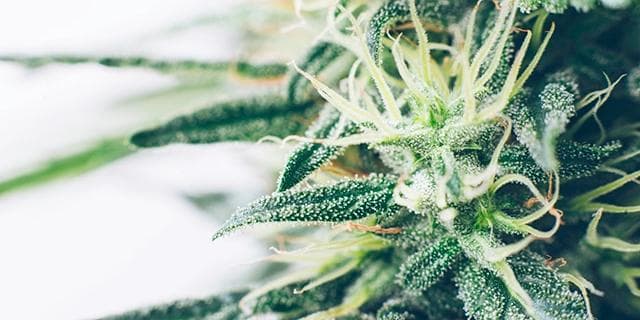 A close-up of a flowering cannabis plant, with a focus on the trichomes used in hash production.