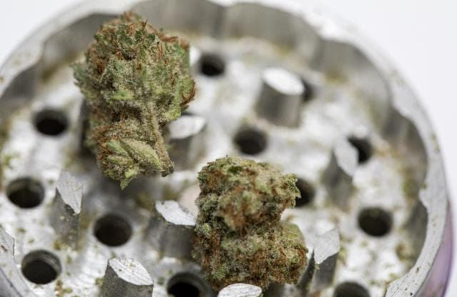 Cannabis buds in the top of a grounder, ready to be ground