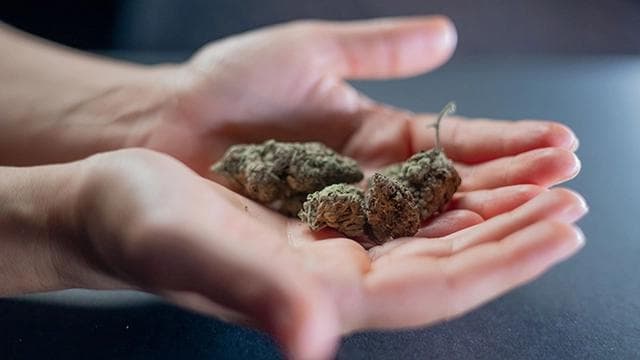 Close-up view of a vibrant Sativa cannabis bud, highlighting the fine details and texture indicative of its strain.
