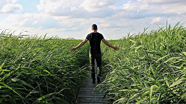 A person walking on a wooden path through a lush green field, representing an activity to distract from cannabis munchies.