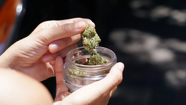 A person's hand holding cannabis buds, indicating their potential use in providing relief from nausea.
