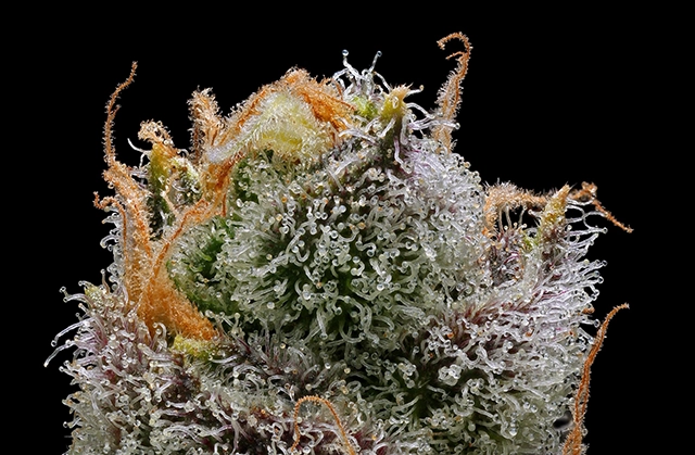 A detailed close-up of a cannabis flower, highlighting the dense trichomes and varied shades of green indicative of its quality.