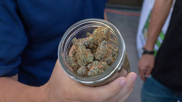 Person holding an airtight glass jar filled with cannabis, demonstrating proper storage to maintain freshness.