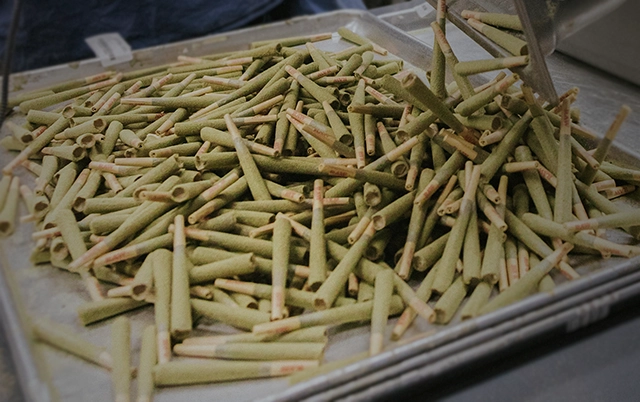 A large tray filled with neatly arranged pre-rolled marijuana joints, showcasing mass production and consistency.