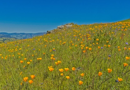 Enjoy Outdoor Activities Among Murrieta's Wildflowers